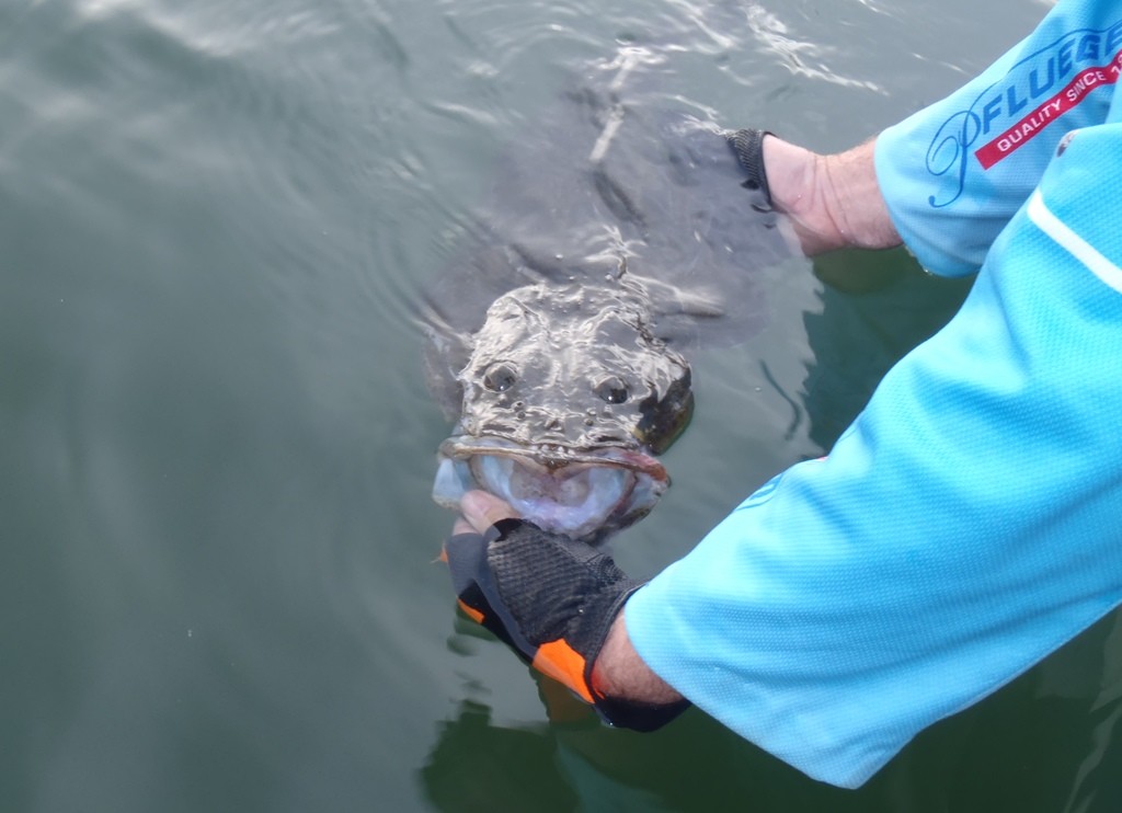 Don't be afraid to use large soft plastics when it comes to targeting dusky flathead. You only have to look at the size of the mouth on a 94cm one to see why © Gary Brown